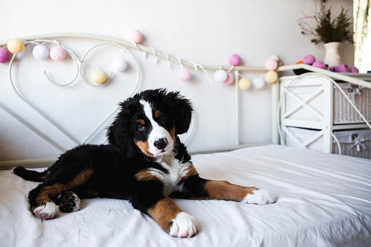 indoor home security cameras