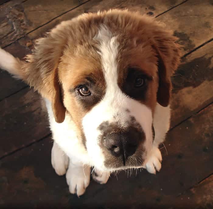 Is a dog a good security system?