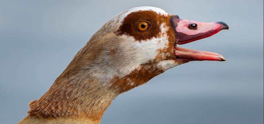 Geese as security